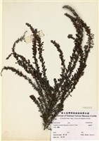 藏品(鐵掃帚)的圖片
